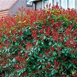 Photinia 'Little Red Robin'  Koallberkenye