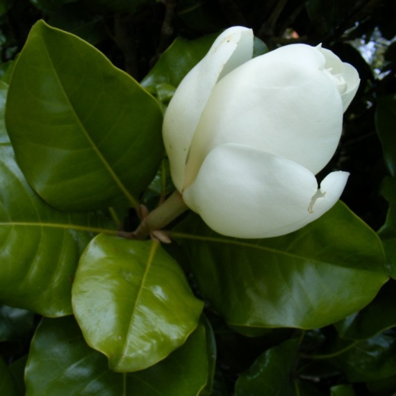 Magnolia grandiflora 'Nantais'  Örökzöld magnólia